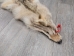 Craft Grade Coyote Skin: Gallery Item - 262-G2816 (Y2FWR)