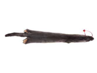 Female Ranch Mink Skin: Blue Iris: Gallery Item 