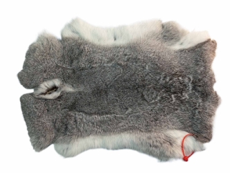 Czech #1/#2 Breeder Rabbit Skin: Silver Chinchilla: Gallery Item 