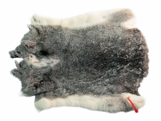 Czech #1/#2 Breeder Rabbit Skin: Silver Chinchilla: Gallery Item 