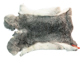 Czech #1/#2 Breeder Rabbit Skin: Silver Chinchilla: Gallery Item 