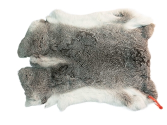 Czech #1/#2 Breeder Rabbit Skin: Silver Chinchilla: Gallery Item 