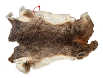 Hungarian Heavy Rabbit Skin: Bunny Brown: Jumbo: Gallery Item 