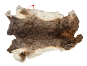 Hungarian Heavy Rabbit Skin: Bunny Brown: Jumbo: Gallery Item 