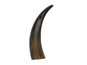 Polished Steer Horn: 12": Gallery Item  