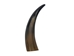 Polished Steer Horn: 12": Gallery Item  - 304-10-14-G4890 (9UK11)
