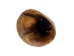 Polished Steer Horn: 15.25": Gallery Item   - 304-15-18-G4892 (Y3HRH)
