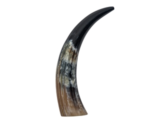 Polished Steer Horn: 15.25": Gallery Item   