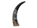 Polished Steer Horn: 15.25": Gallery Item   - 304-15-18-G4892 (Y3HRH)