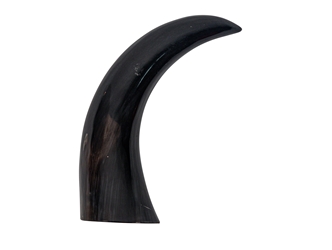Polished Steer Horn: 17": Gallery Item   