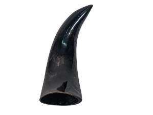 Polished Steer Horn: 8": Gallery Item  