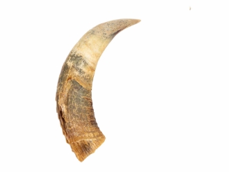 Weathered Steer Horn: #1: Gallery Item 