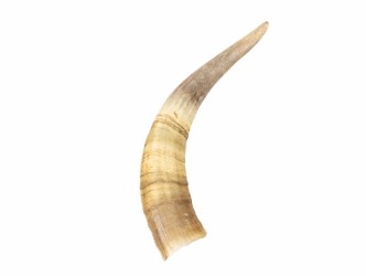 Weathered Steer Horn: #1: Gallery Item 