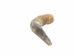 Weathered Steer Horn: #1: Gallery Item - 306-W-1-G6048 (Y3KR-A2)