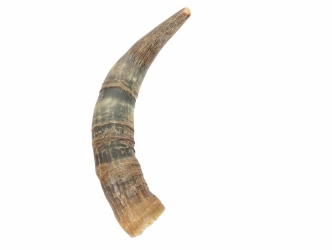 Weathered Steer Horn: #1: Gallery Item 
