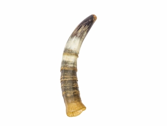 Weathered Steer Horn: #2:Gallery Item 