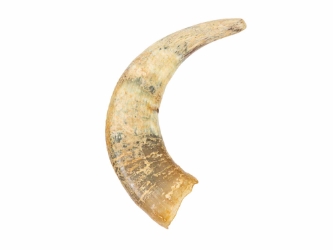 Weathered Steer Horn: #2:Gallery Item 