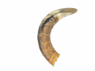 Weathered Steer Horn: #2:Gallery Item 