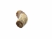 Weathered Steer Horn: #3: Gallery Item - 306-W-3-G6040 (Y3KR-A2)