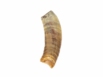Weathered Steer Horn: #3: Gallery Item 