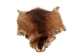 Muskrat Skin: Trading Post Grade: Gallery Item - 308-TP-G6649 (Y1MC19)