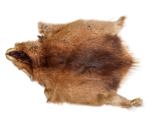 Muskrat Skin: Trading Post Grade: Gallery Item 