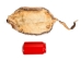 Muskrat Skin with Tail: Gallery Item - 308-WT-G6646 (Y1J)