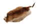 Muskrat Skin with Tail: Gallery Item - 308-WT-G6646 (Y1J)