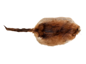 Muskrat Skin with Tail: Gallery Item 