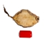 Muskrat Skin with Tail: Gallery Item - 308-WT-G6647 (Y1J)