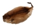 Muskrat Skin with Tail: Gallery Item - 308-WT-G6647 (Y1J)