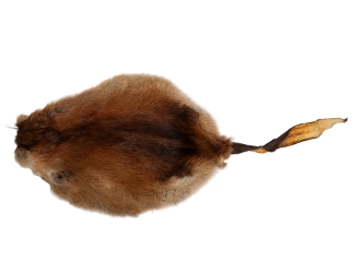 Muskrat Skin with Tail: Gallery Item 