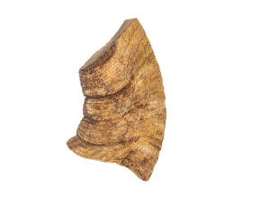 Dahl Sheep Horn Piece: Gallery Item 