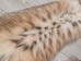 Bobcat Skin: Trading Post Quality: Gallery Item - 338-TP-G6264 (Z2)
