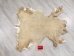 White Tail Deer Hide: #2: Gallery Item - 39-02-G6081 (Y1HRG)