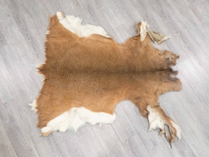 White Tail Deer Hide: #2: Gallery Item 