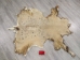 White Tail Deer Hide: #2: Gallery Item - 39-02-G6084 (Y1HRG)