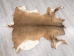 White Tail Deer Hide: #2: Gallery Item - 39-02-G6084 (Y1HRG)