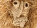 Corn Husk Mask: Gallery Item - 4-12-G5040 (Y2NRH)