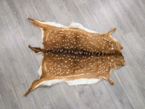 Axis Deer Hide: Medium: Gallery Item 