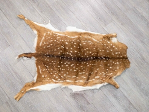 Axis Deer Hide: Medium: Gallery Item 