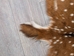 Upholstery Grade Axis Deer Hide: Large: Gallery Item - 488-UPL-G6210 (Y1H)