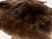 Sheared Beaver Skin: #2 Grade: Gallery Item - 50-55-G1214 (Y1E)
