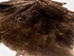 Sheared Beaver Skin: #2 Grade: Gallery Item - 50-55-G1214 (Y2F)