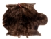 Sheared Beaver Skin: #2 Grade: Gallery Item - 50-55-G1214 (Y1E)