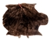 Sheared Beaver Skin: #2 Grade: Gallery Item - 50-55-G1214 (Y2F)