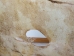 Cow Rawhide: Full Hide: Thick: Natural: Gallery Item - 55-20-FULL10-G4865 (Y2J)