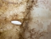 Cow Rawhide: Full Hide: Thick: Natural: Gallery Item - 55-20-FULL10-G4865 (Y2J)