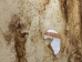 Cow Rawhide: Full Hide: Thick: Natural: Gallery Item - 55-20-FULL10-G4865 (Y2J)