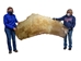 Thick Cow Rawhide: Side: Natural: Gallery Item - 55-20-SIDE10-G4866 (Y1J)